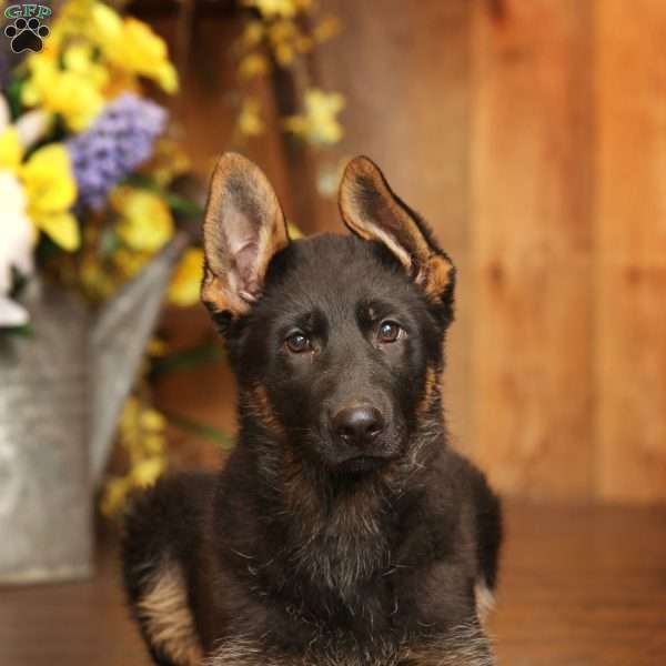 Carla, German Shepherd Puppy
